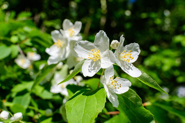 Fresh delicate white flowers and green leaves of Philadelphus coronarius ornamental perennial plant, known as sweet mock orange or English dogwood, in a garden in a sunny summer day, beautiful outdoor