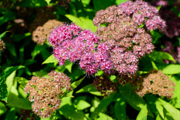 Close up of large branch with delicate pink flowers of Spiraea nipponica genpei shrub in full bloom and a small Green June Bug, beautiful outdoor floral background of a decorative plant.