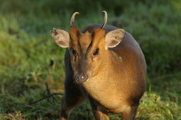 A wild buck Muntjac Deer, Muntiacus reevesi, feeding at the edge of a field in the UK.	