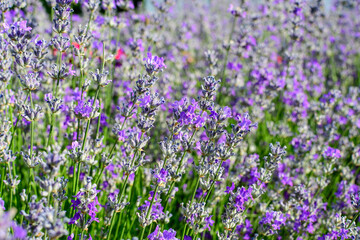 Naklejka premium Many small blue lavender flowers in a garden in a sunny summer day photographed with selective focus, beautiful outdoor floral background.