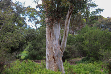 Fototapeta na wymiar eucalypt tree in bushland