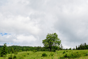 Landscape with many large green trees and fir trees in a forest at at mountains, in a sunny summer day, beautiful outdoor monochrome background.