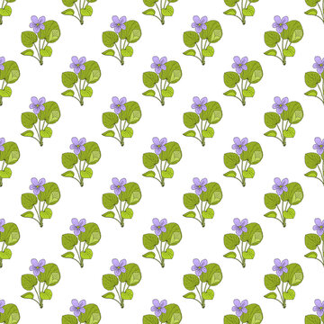Seamless pattern with viola mirabilis medicinal plant.
