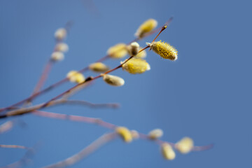 Easter or spring plot with branches with fluffy willow buds