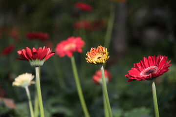 A group of red aster bud blooms in the garden with soft focus and blurred background.