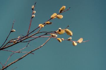 Easter or spring plot with branches with fluffy willow buds
