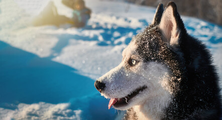 Portrait husky dog with muzzle in the snow