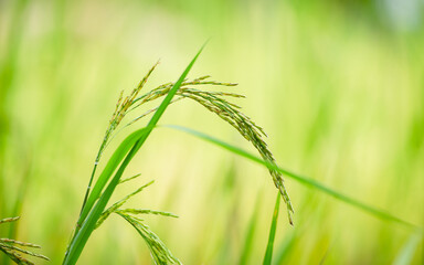 The ears of rice from the green rice plant a field full of fertile grains organic rice