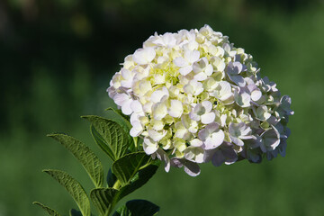 Close-up of hortensia (hydrangea macrophylla) flowers on green leaves blurred background.