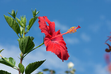 Close-up of red hibiscus flowers on blue sky background in a park with daylight.
