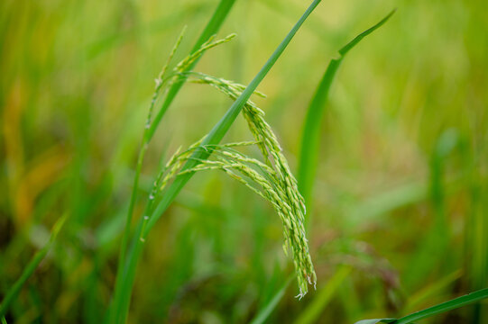 The ears of rice from the green rice plant a field full of fertile grains organic rice