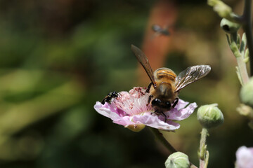 bee on blackberry blossom in spring