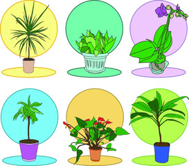 Six houseplant (Dracaena, Anthurium, Orchid, Sansevieria) on a colored background
