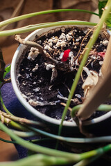Pot with a flower covered with mold. High humidity in the soil of a home plant. Close-up of white spores of the fungus. Too much water and improper watering of the plants. Pieces of mold and mildew