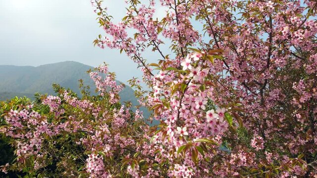 The beauty of the pink cherry blossoms on a tree blowing in the wind.