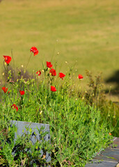 Red Remembrance poppies growing in a cemetery 