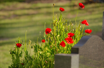 Remembrance poppies next to a headstone in a cemetery 
