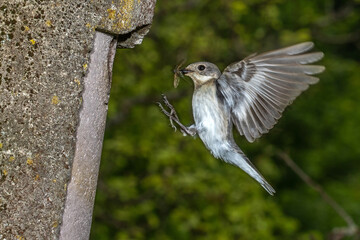 Halsbandschnäpper (Ficedula albicollis) Weibchen