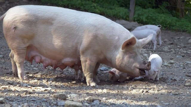 Pig Family with Adult and many Baby Piglets eating outdoors on farm during sunny day - static close up