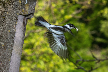 Halsbandschnäpper (Ficedula albicollis) Männchen