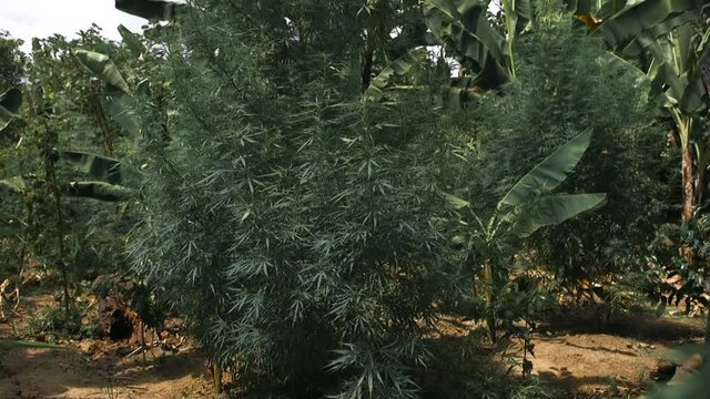 Cannabis as a source of income for poor countries, eventhough its illegal, people do still risk their lives growing it in the gardens alongside other food crops.