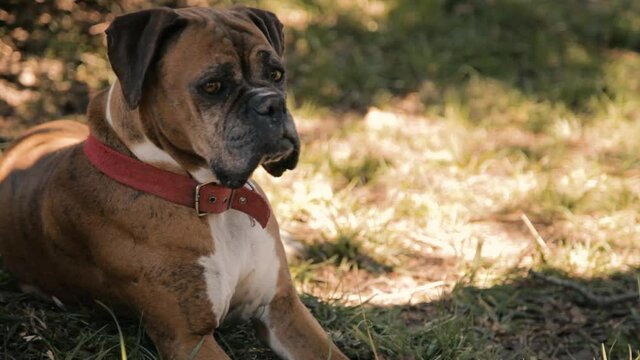 boxer female dog relaxing in summer time