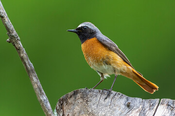 Gartenrotschwanz (Phoenicurus phoenicurus) Männchen