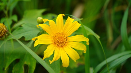 Yellow Flower