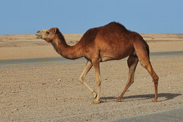 The camel in the desert, Saudi Arabia