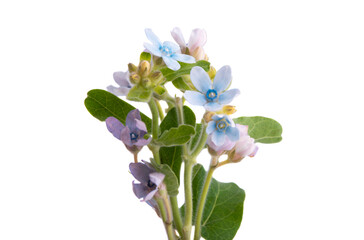 Oxypetalum coeruleum isolated