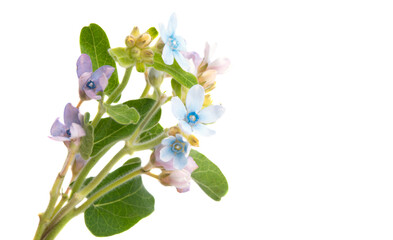 Oxypetalum coeruleum isolated
