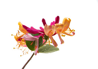 honeysuckle flowers isolated