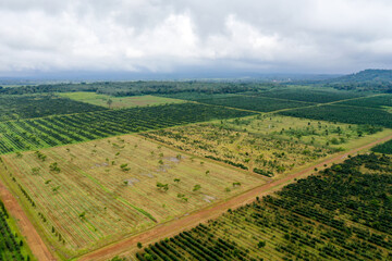 aerial view of coffee plantation field showing it pattern shooting from drone at Paksong, Champasak, Laos.