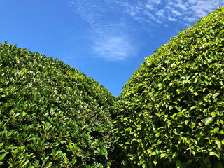 Under the tree, Foreground green leaves with blue sky and white cloud background , natural light .
