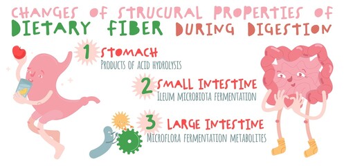 Dietary fibre horizontal poster. DIgestion banner with cartoon characters in a trendy style.