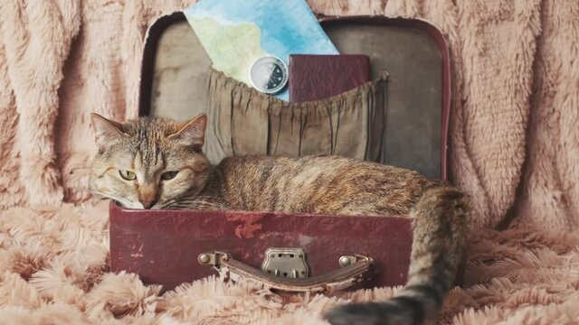 A domestic cat lies in a small suitcase with the attributes of a tourist.