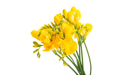 yellow freesia isolated