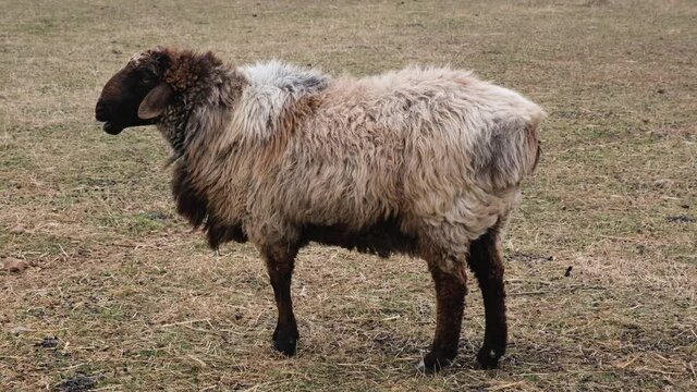 Herd Of Fat-tailed Sheep In The Zoo. 4K Resolution Video. Fat Tailed Sheep Grazing At The Field.