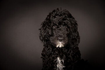 Labradoodle Welpe Schwarz Weiß Hund Studiofotografie