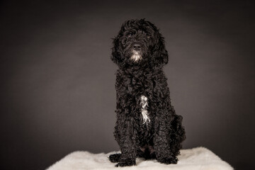 Labradoodle Welpe Schwarz Weiß Hund Studiofotografie