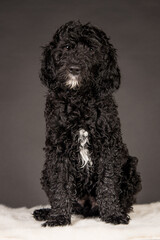 Labradoodle Welpe Schwarz Weiß Hund Studiofotografie