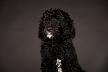 Labradoodle Welpe Schwarz Weiß Hund Studiofotografie