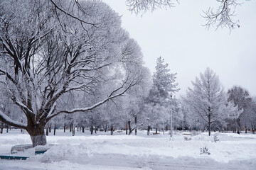Winter forest landscape. Tall trees under snow cover. January frosty day in the park.