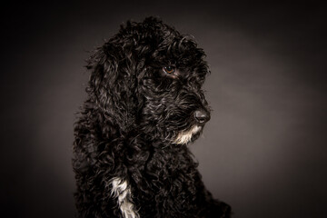 Labradoodle Welpe Schwarz Weiß Hund Studiofotografie