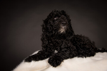 Labradoodle Welpe Schwarz Weiß Hund Studiofotografie