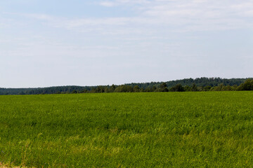green grass in an agricultural field in the summer, farming