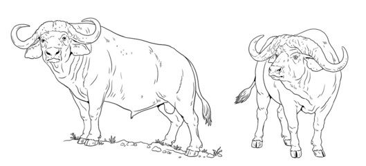 African buffalo. Digital template for coloring with big five animals.	