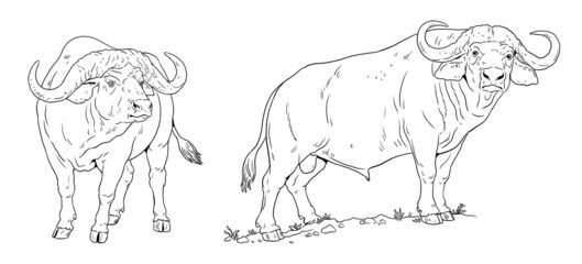 African buffalo. Digital template for coloring with big five animals.