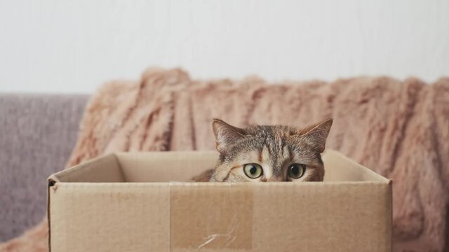 A cat with big eyes in a box plays a hunter.