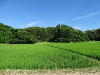 真夏の田園風景